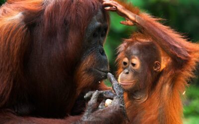 Tipy: Sumatra: setkání s orangutany v divočině