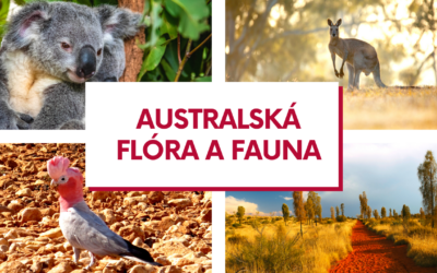 Kvíz – Znáte australskou faunu a flóru?